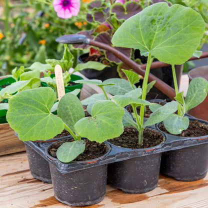 Butternut Squash 'Hunter' Seeds