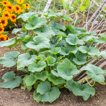 Butternut Squash 'Hunter' Seeds