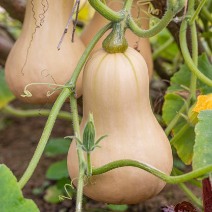 Butternut Squash 'Hunter' Seeds