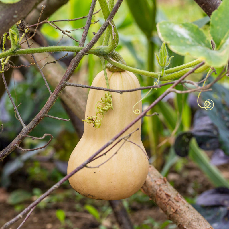 Butternut Squash 'Hunter' Seeds