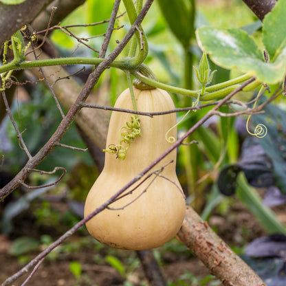 Butternut Squash 'Hunter' Seeds