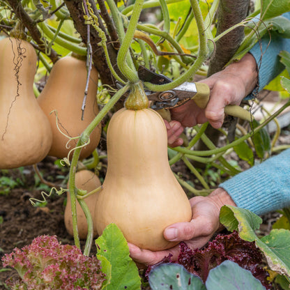 Butternut Squash 'Hunter' Seeds