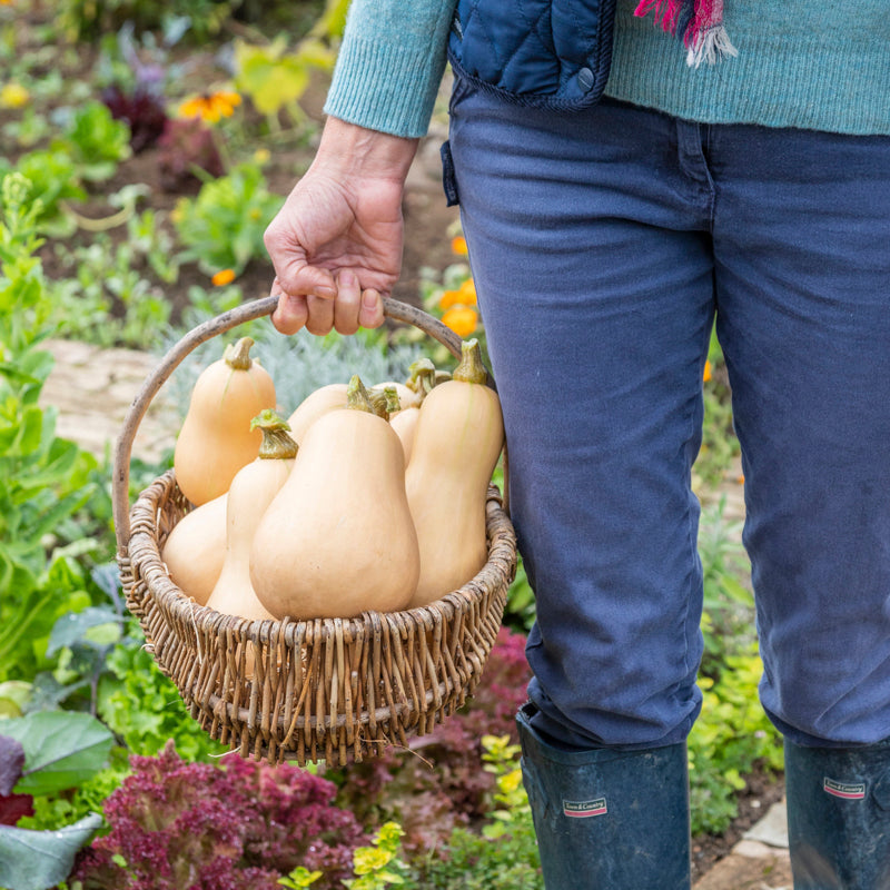 Butternut Squash 'Hunter' Seeds