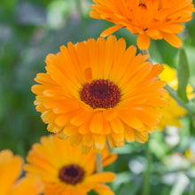 Load image into Gallery viewer, Calendula &#39;Art Shades&#39; Seeds

