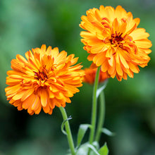 Load image into Gallery viewer, Calendula &#39;Indian Prince&#39; Seeds
