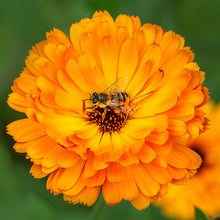Load image into Gallery viewer, Calendula &#39;Indian Prince&#39; Seeds
