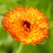 Load image into Gallery viewer, Calendula &#39;Neon&#39; Seeds
