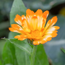 Load image into Gallery viewer, Calendula &#39;Oopsy Daisy&#39; Seeds
