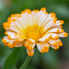 Load image into Gallery viewer, Calendula &#39;Oopsy Daisy&#39; Seeds
