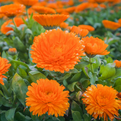 Calendula 'Orange King' Seeds