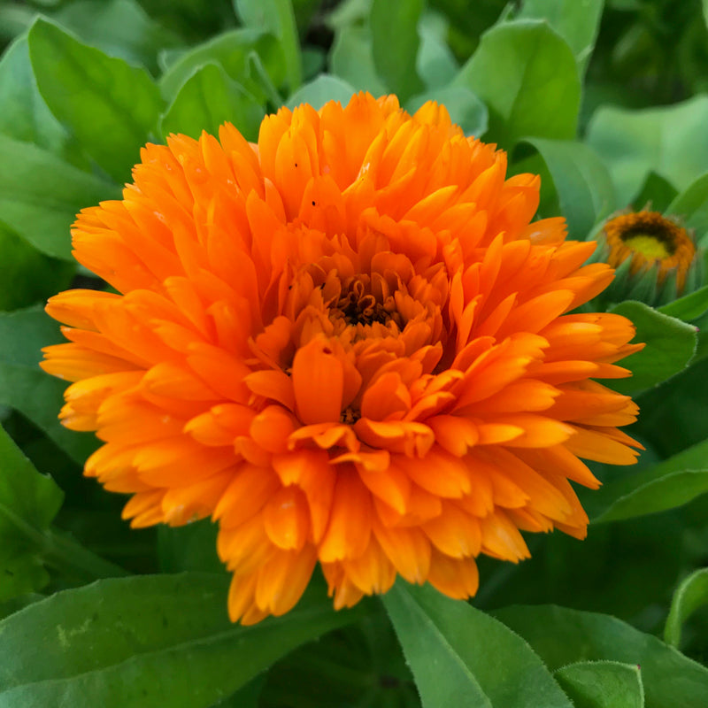 Calendula 'Orange King' Seeds
