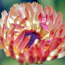 Load image into Gallery viewer, Calendula &#39;Sherbet Fizz&#39; Seeds
