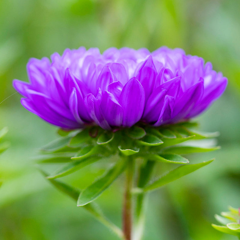 Callistephus 'Dark Blue' Seeds