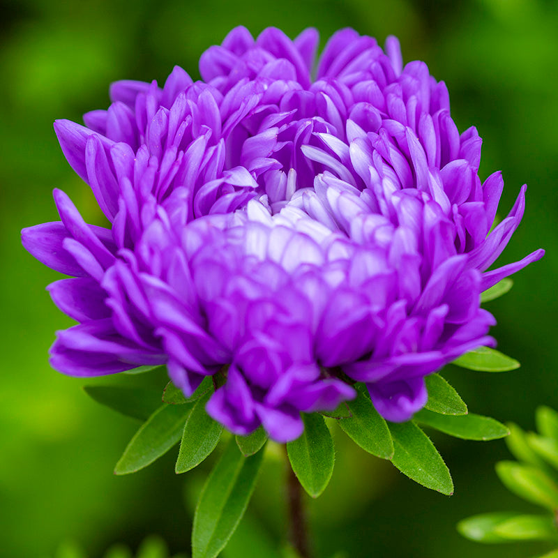 Callistephus 'Dark Blue' Seeds