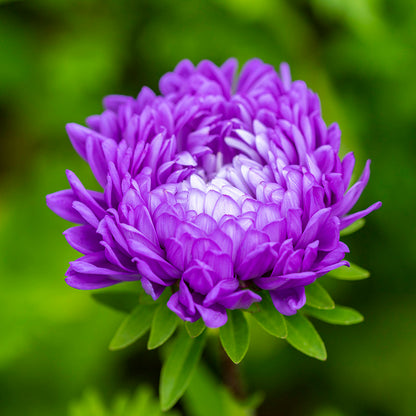 Callistephus 'Dark Blue' Seeds