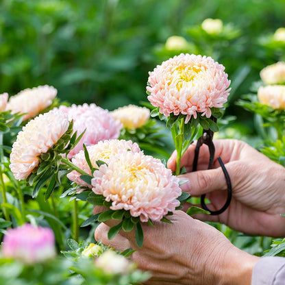 Callistephus 'Duchesse Apricot' Seeds