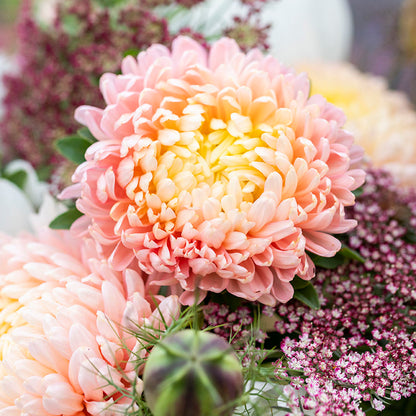 Callistephus 'Duchesse Apricot' Seeds