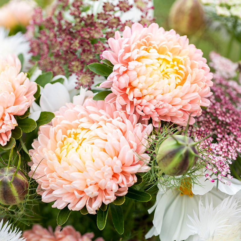 Callistephus 'Duchesse Apricot' Seeds