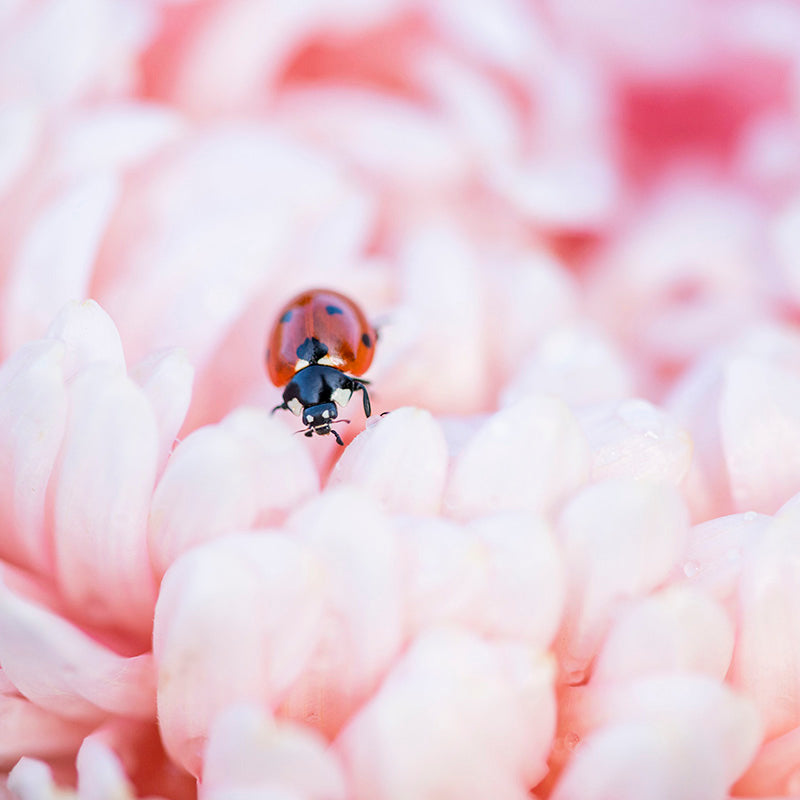 Callistephus 'Duchesse Apricot' Seeds