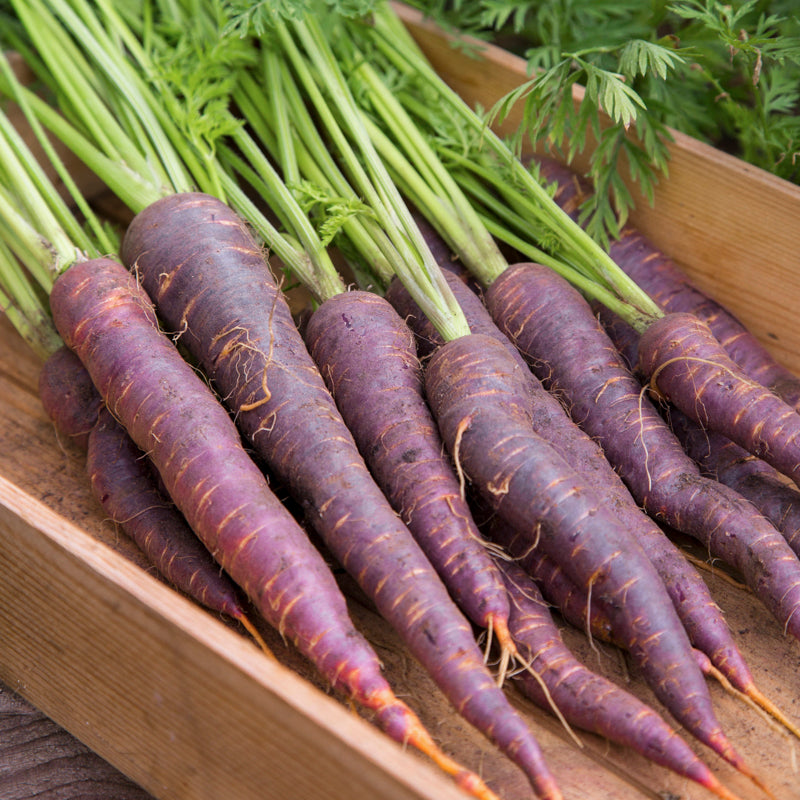Carrot 'Purple Sun' Seeds