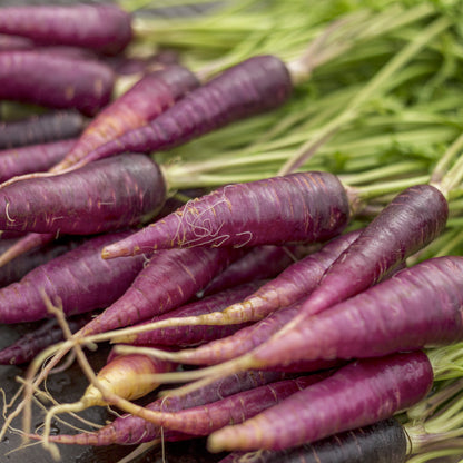 Carrot 'Purple Sun' Seeds