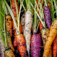Load image into Gallery viewer, Carrot &#39;Rainbow&#39; Seeds
