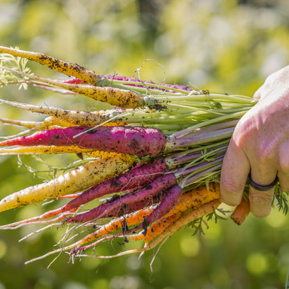 Carrot 'Rainbow' Seeds