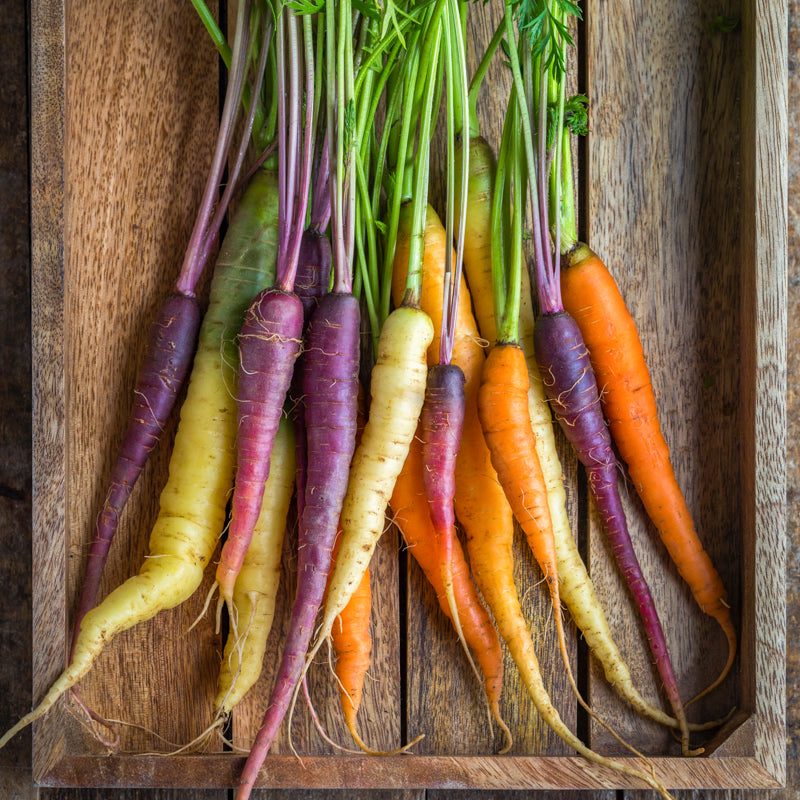 Carrot 'Rainbow' Seeds