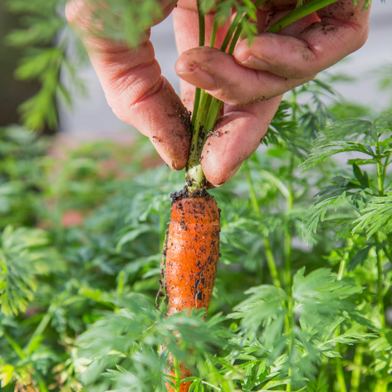 Carrot 'Sugarsnax' Seeds
