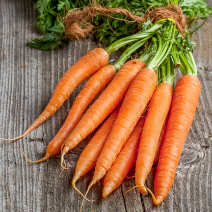 Carrot 'Nantes' Seeds