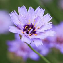 Load image into Gallery viewer, Catananche caerulea - Seeds
