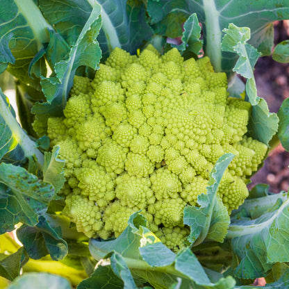 Cauliflower 'Romanesco' Seeds
