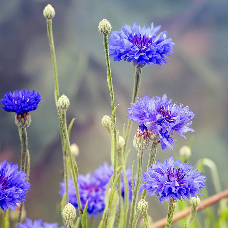 Centaurea 'Blue Diadem' Seeds