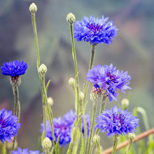 Load image into Gallery viewer, Centaurea &#39;Blue Diadem&#39; Seeds

