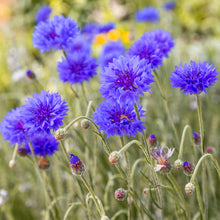 Load image into Gallery viewer, Centaurea &#39;Double Blue&#39; (Cornflower) Seeds
