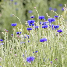 Load image into Gallery viewer, Centaurea &#39;Double Blue&#39; (Cornflower) Seeds
