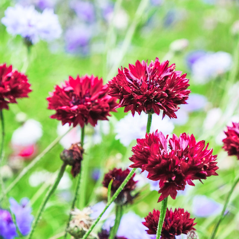 Centaurea Cyanus Tall Double Red Ball Cornflower Seeds Stocks Green centaurea-cyanus-tall-double-red-ball-cornflower-seeds-stocks-green