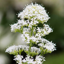 Load image into Gallery viewer, Centranthus ruber White - Valerian Seeds
