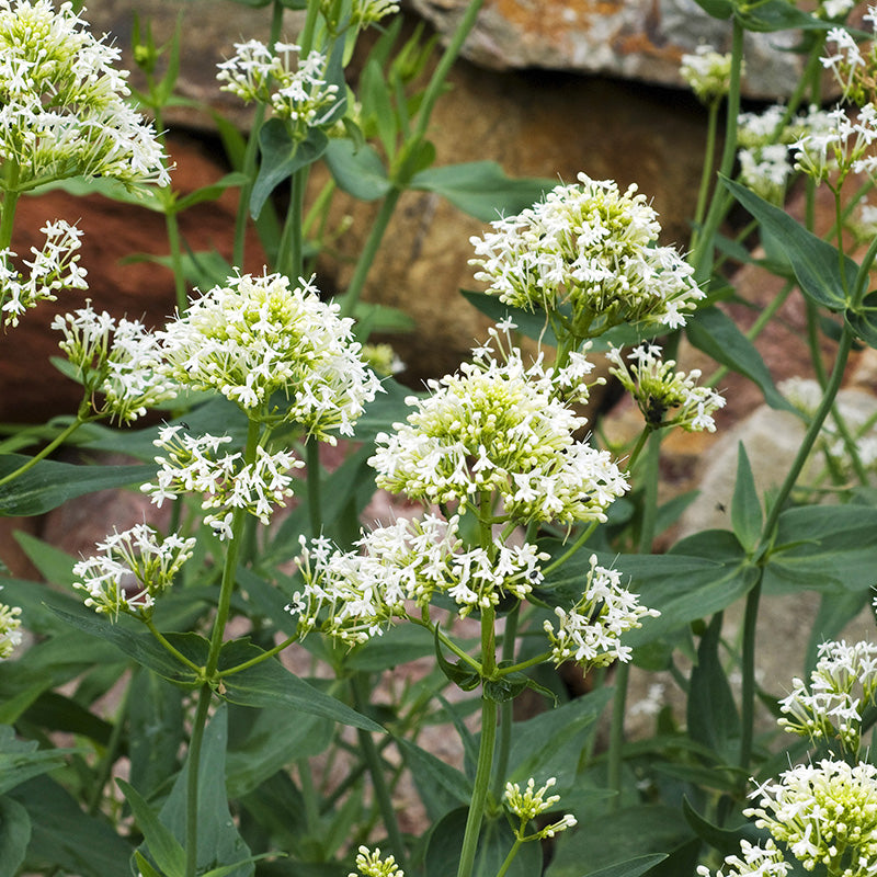 Centranthus Ruber Seeds | Centranthus Ruber Coccineus – LSWE