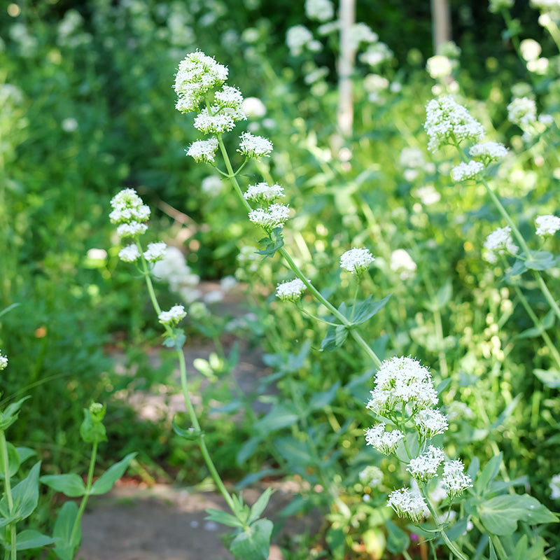 Centranthus ruber White - Valerian Seeds