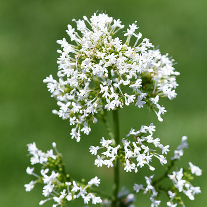Centranthus ruber White - Valerian Seeds
