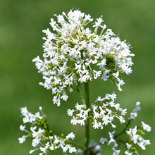 Load image into Gallery viewer, Centranthus ruber White - Valerian Seeds

