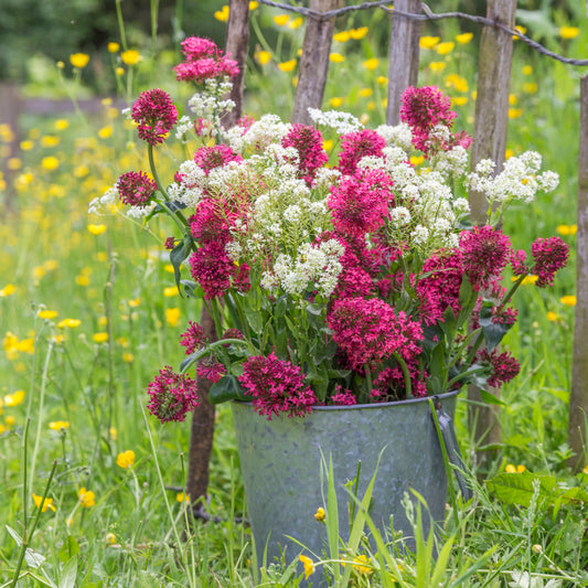 Centranthus ruber - Seeds