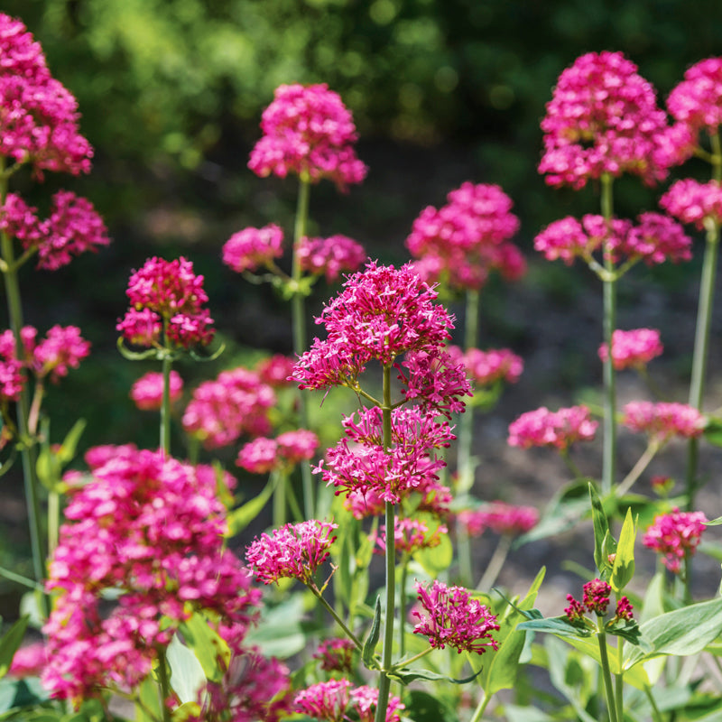 Cetranthus Ruber Centranthus ruber - Red Valerian Seeds – Stocks & Green