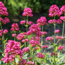 Load image into Gallery viewer, Centranthus ruber - Seeds
