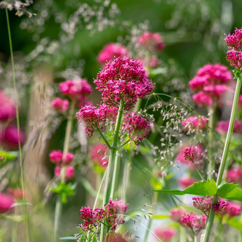 Centranthus ruber - Red Valerian Seeds – Stocks & Green