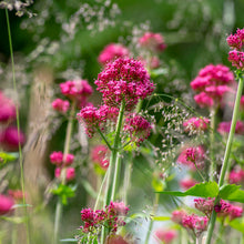 Load image into Gallery viewer, Centranthus ruber - Seeds
