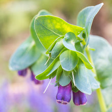 Load image into Gallery viewer, Cerinthe major purpurescens - Seeds
