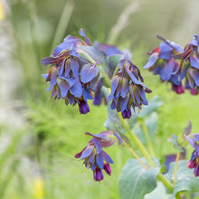 Load image into Gallery viewer, Cerinthe major purpurescens - Seeds
