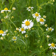 Load image into Gallery viewer, Chamomile Seeds

